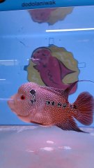 Another Flowerhorn Fish