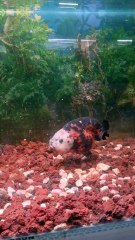 Ranchu Goldfish