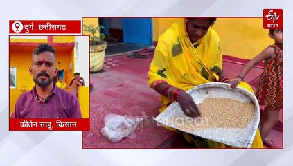 धान में करगा मिलने से किसान परेशान, दुर्ग की सिरसा समिति से दिया गया बीज