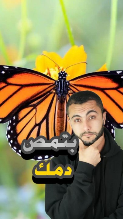 🌌 فراشة تشرب دم وتعيش في الظلام؟https://psce.pw/7qqb7w#النواة #فراشة_مصاصة_الدم#Alnawa #dubai🇦🇪 #dubailife #Calyptra #trending #travel #nature #wildlife
