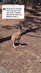 Kangaroo tales | only in Australia 🇦🇺
