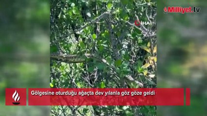 Gölgesine oturduğu ağaçta dev yılanla göz göze geldi