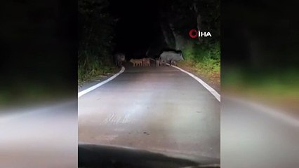 Elazığ’da domuz sürüsü yola indi! Kameralara böyle yansıdı