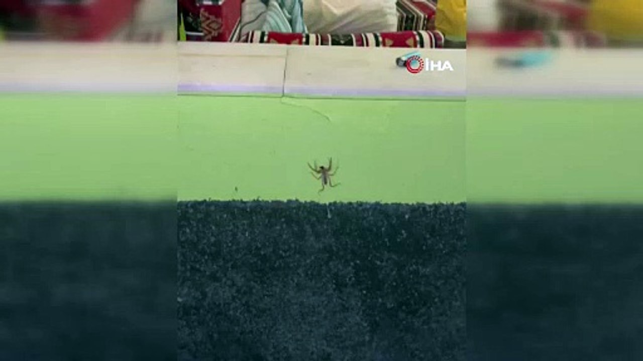 Havaların ısınmasıyla ortaya çıktı! Çok zehirli