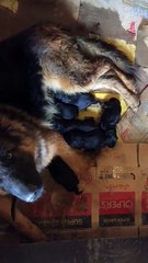 German Shepherd feeding puppies