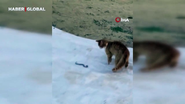Kedinin yılanla mücadelesi kameraya yansıdı