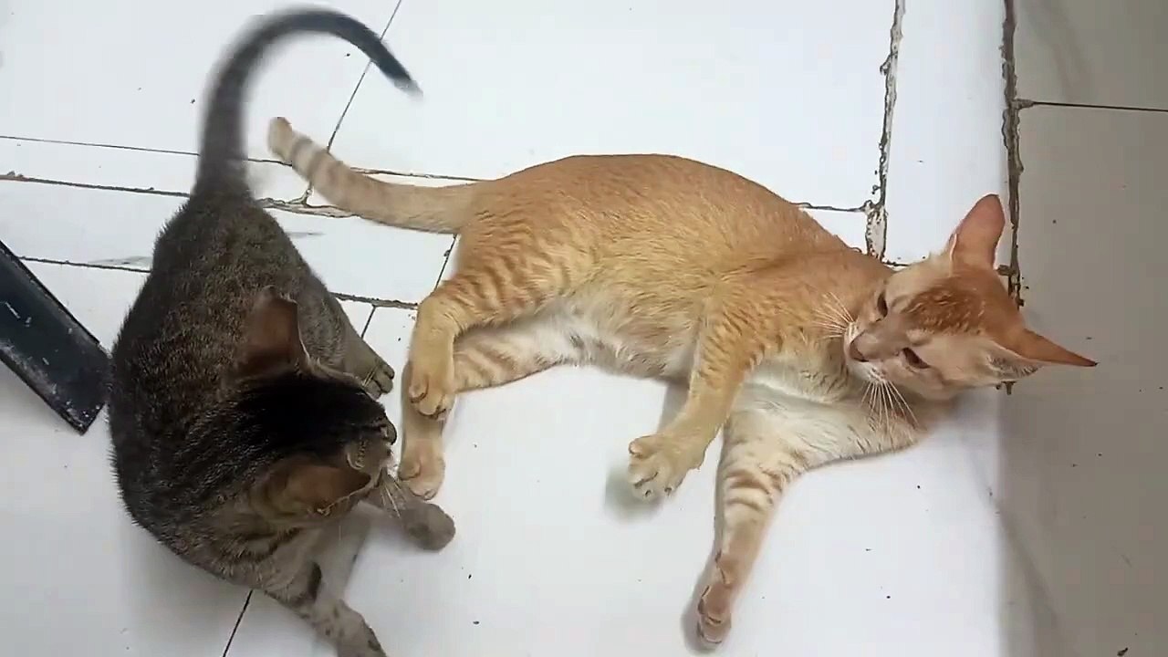 Gray Little Kitty Takes on Big Yellow Cat in Epic Battle! Cute pets fights