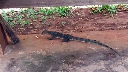 Jaw-Dropping_ Crab Meat Disappears in Lizard's Stomach