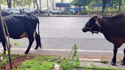 Mumbai Streets Taken Over By COWS! #animalhumor #cowvideos #cowlover