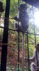 monkeys wild life in the city #bebeanimal #monkey #animalhumor #animalkingdom