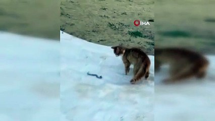 Elazığ'da kedinin yılanla mücadelesi kameraya yansıdı