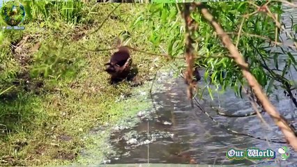 Discover the Stunning Colors of North America's Wood Ducks 🦆