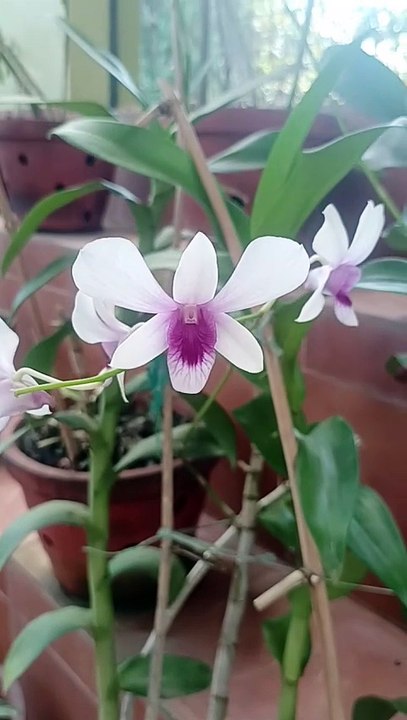 White orchid pland