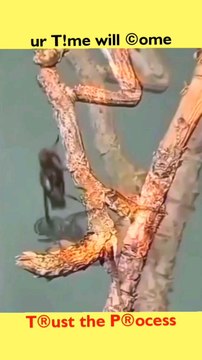 #mantis #sn2sg #cryptic #sunnight #camouflage #wild #animals #insects #sunnightmusic #sunnightjazz #lovethatsdeath #sunnightpop #sun8 #sunnightblues #sun8ms #sun8sg #camouflage #attack #flies #nature #wildlife #bark #wood #prayingmantis #prey #chase