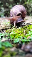 SNAILS WALKING RELAXEDLY IN THE PARK