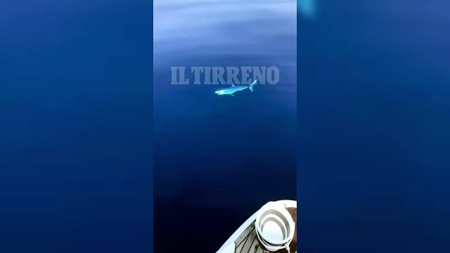 Marina di Pisa, avvistato uno squalo Mako