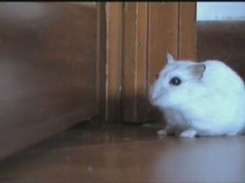 HAMSTER