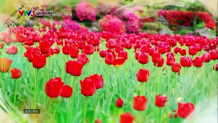 CUỘC SỐNG RỰC RỠ - TẬP 88 - VTV3 THUYẾT MINH - PHIM HÀN QUỐC - CUOC SONG RUC RO