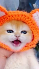 Little Meow 😻 #cute #cutebaby #ai #story #interesting #love #shorts #shortfeed ##shortvideo #illustration #subscribe #shortsviral #aiart #fypシ゚viral #fyp #fy #funny ##crazyfunnyvideos #viralshort-#funnyvideos #fypyoutube