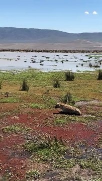 Every moment is an adventure 🌎 Experience the thrill of spotting a hunting African Wild Dog or watching a herd of elephants roaming freely.