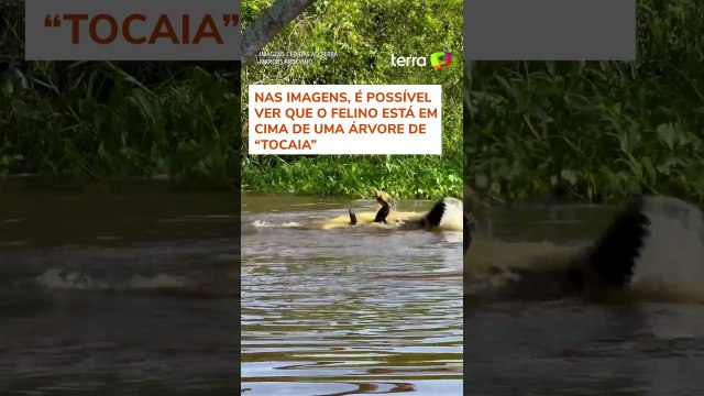 Biólogo flagra momento exato em que onça ataca jacaré em rio de MT #shorts