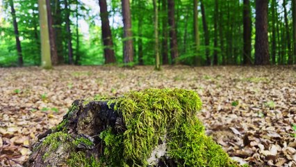 What do you hear on Level 0¿ (Real Forest Sounds ¦ ASMR) 4K