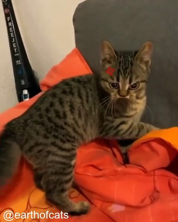 Chats Qui Détruisent le Canapé (en Toute Mignonnerie)_1749886946