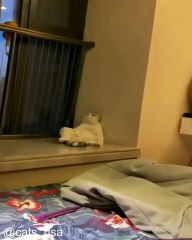 Chats Qui Font des Expériences Hilarantes_1749888037