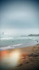 Ellos en el agua son felices! 🦮🥇📽️