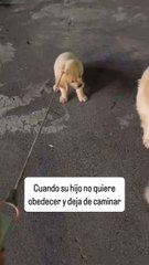 #shorts #reels #love #viral  #goldenretrievers #dog #doglover #mascotas #perros #short #funny #cute