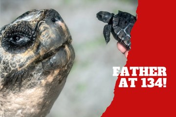 A 134-year-old tortoise in Miami becomes a a dad for the first time before Father’s Day