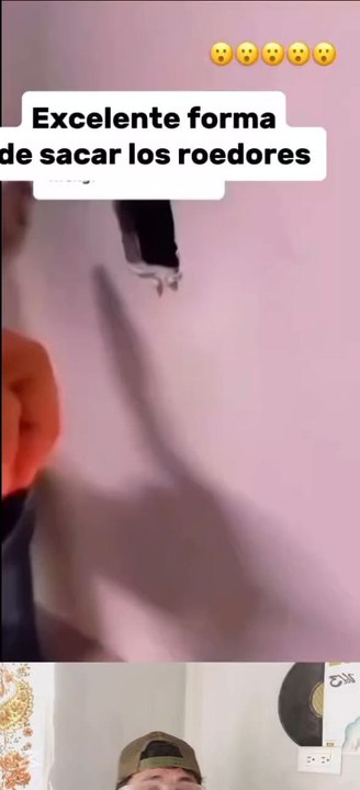 How to rid rats in the house