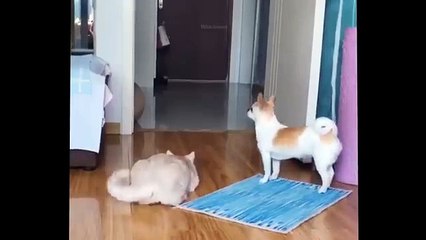 Animal funny videos. Animal Adventurers