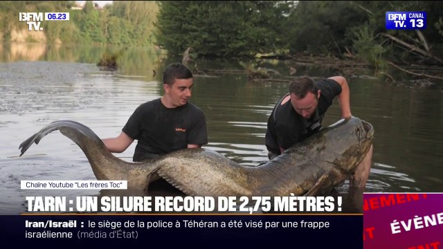 C'est un truc de dingue : deux pêcheurs tarnais ont attrapé un silure de 2m75 d'environ 150kg, le plus long jamais pêché en France