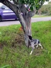 The Dog 🐕  and the Squirrel