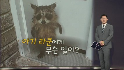 "로켓 라쿤!"...겁에 질린 아기 라쿤, 문 앞에서 구조되다 [지금이뉴스] / YTN