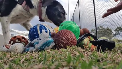 Bubble-Loving Border Collie Rosie: Pet Sitting Adventures in Australia