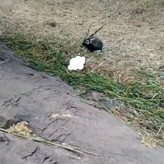 "Humans cheat on diets" 😄😄😄