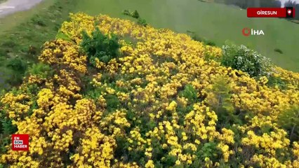 Giresun yaylalarında orman gülleri açtı, doğa renklendi