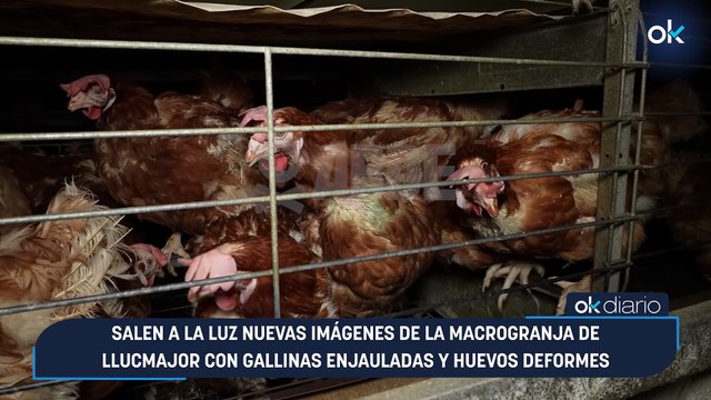 Salen a la luz nuevas imágenes de la macrogranja de Llucmajor con gallinas enjauladas y huevos deformes