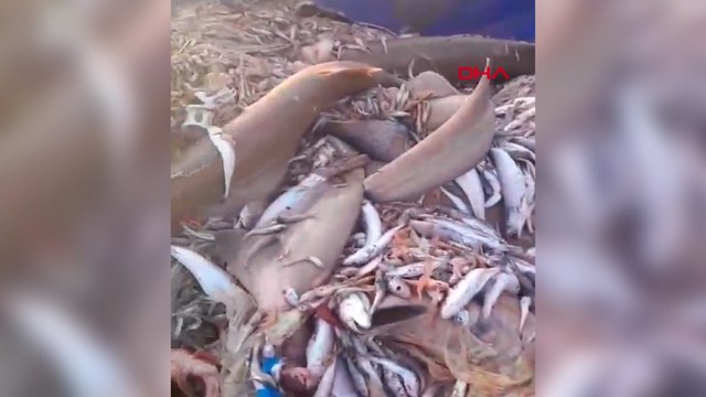 Mersin açıklarındaki köpek balıkları tatilcilerin kabusu oldu