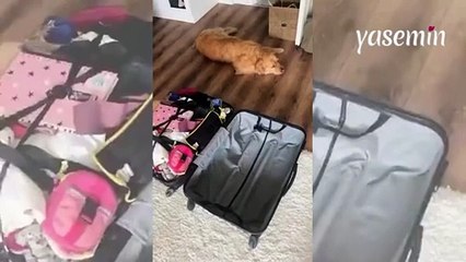 Valiz görünce depresyona giriyor! Sadece bir kere tatile götürülmeyen köpek...
