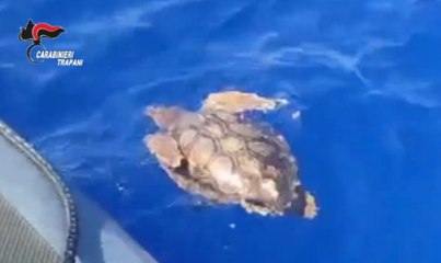 Egadi, quattro tartarughe salvate dai carabinieri: avevano ingerito plastica (16.06.25)