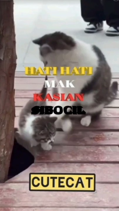 A less fortunate kitten