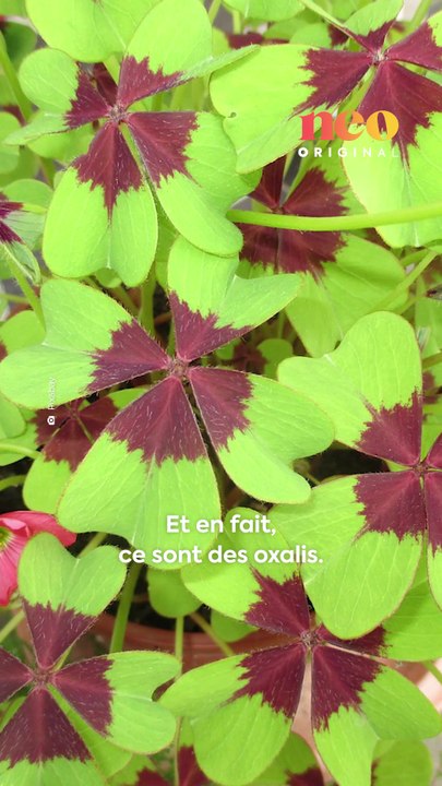 Géraldine cultive les trèfles à quatre feuilles et partage ses astuces pour repérer les vrais porte-bonheur. ✨🍀