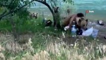 Tunceli’de anne ayı ve 2 yavrusu yiyecek ararken görüldü