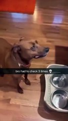 Funny Dogs on a Diet Reacting Hilariously! 😂 | Câini la Dietă cu Reacții Amuzante