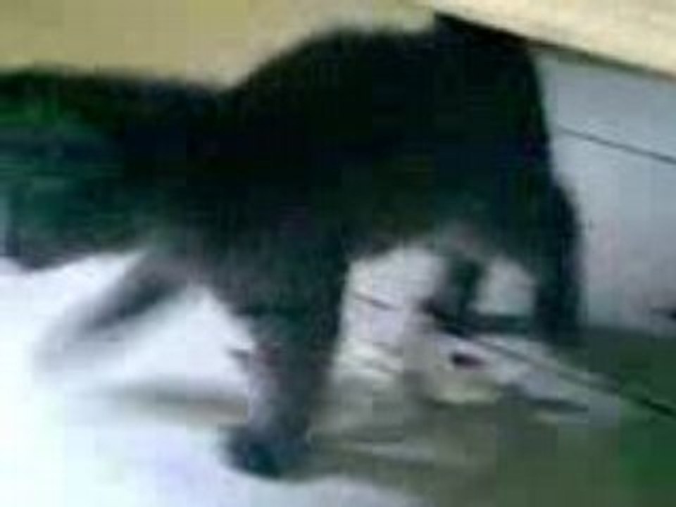 chat boxeur
