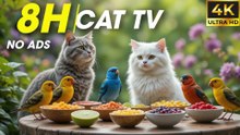 [NO ADS] Playful Birds Chipmunks Squirrels - Relaxing Videos For Cats