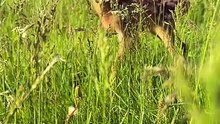 Adorable Baby Deer 🦌 | Pui de Căprioară Superb și Delicat